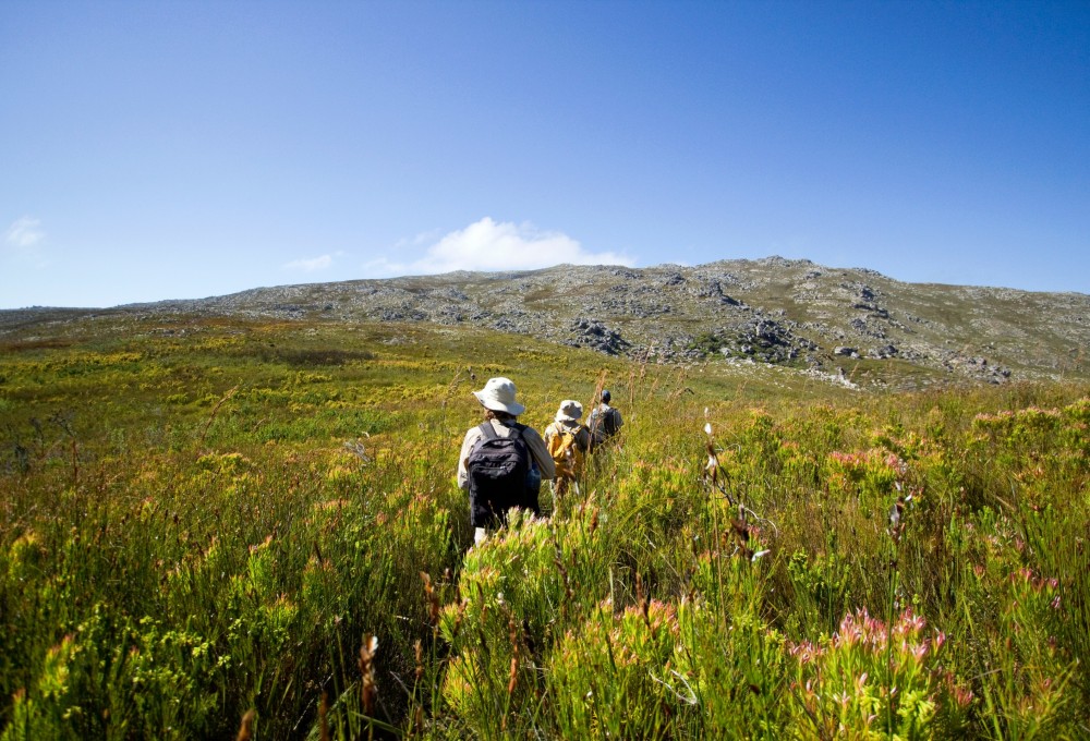 Wanderung zwischen Fynbos im Kogelberg Nature Reserve